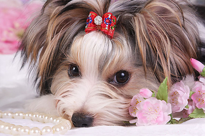 Груминг Метисы: профессиональные стрижка и тримминг собак дворняжек, цены и фото